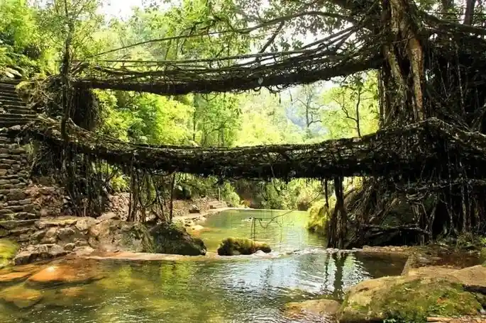 Living Root Bridges meghalaya