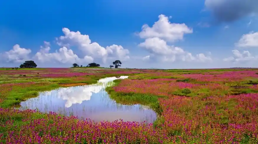 Kaas Plateau (Valley of Flowers)